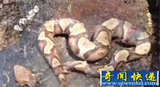 斩掉毒蛇蛇头 发生了如此诡异一幕