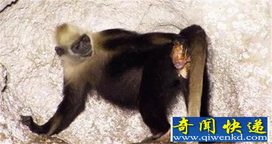 神奇!野生猴子为同伴接生照片曝光