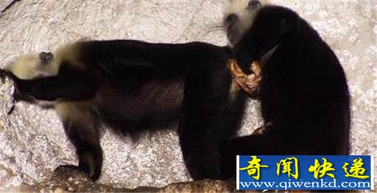 神奇!野生猴子为同伴接生照片曝光