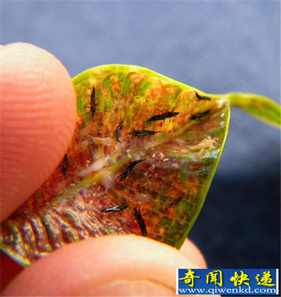 小心!这些恶心的虫子你们每天都在吃