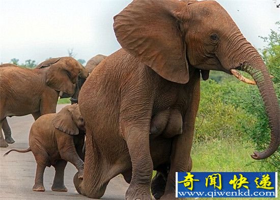 豪乳!一头拥有丰满胸部的大象