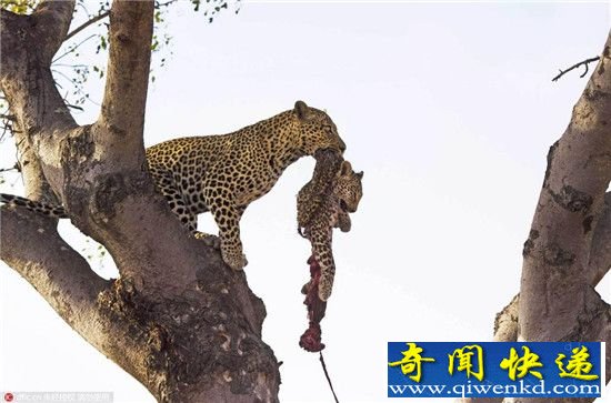 残忍的求爱:雄豹为向母豹求欢咬死幼崽