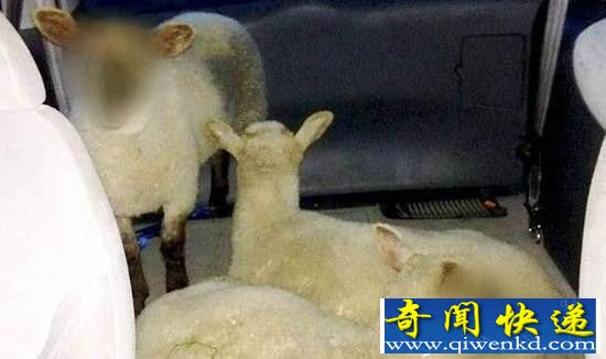 警方给未成年羊打码 称不能透露真实身份