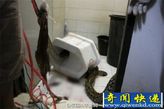 马桶窜出蟒蛇 男子被咬出血惨叫不止