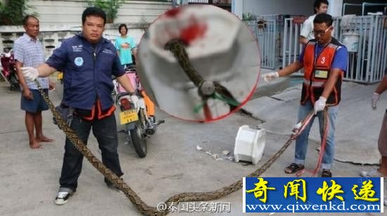 马桶窜出蟒蛇 男子被咬出血惨叫不止