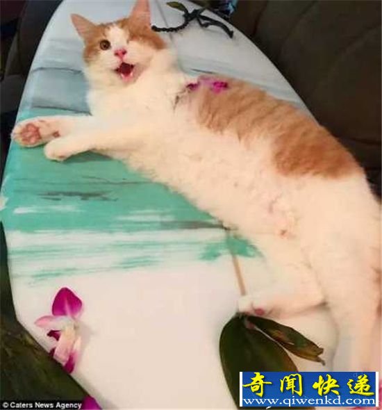 惊呆!夏威夷猫咪:会冲浪还会自己穿救生衣