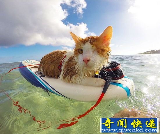 惊呆!夏威夷猫咪:会冲浪还会自己穿救生衣
