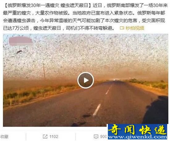 俄国大闹蝗灾,大叔“向中国学习”生吃蝗虫