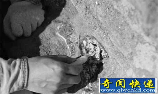 云南发现凶猛鱼类化石 距今已有4亿年