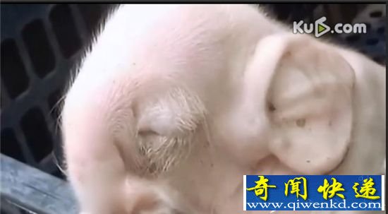 柬埔寨惊现“大象猪” 难道是大象母猪杂交?