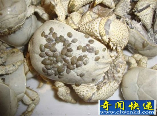 南极五大奇特生物 冰鱼天生带有“防冻剂”