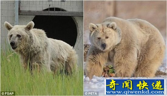狗熊遭马戏团虐待30年 瘦到皮包骨头