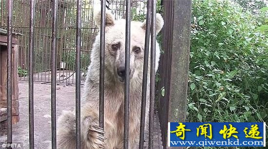 狗熊遭马戏团虐待30年 瘦到皮包骨头