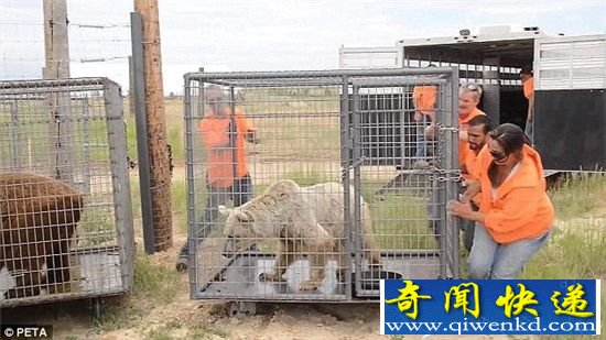 狗熊遭马戏团虐待30年 瘦到皮包骨头