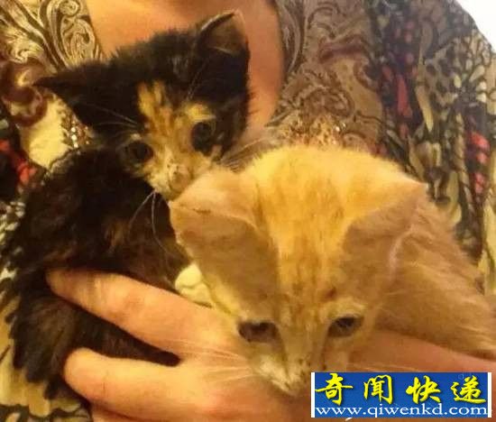 她收养了两只流浪猫,然后肝都悔吐了