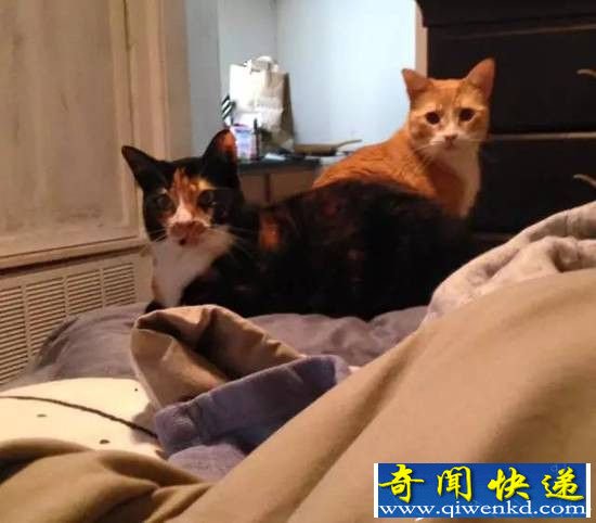 她收养了两只流浪猫,然后肝都悔吐了