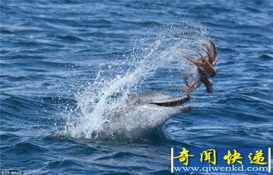 网友惊呆!实拍澳洲”海豚戏章鱼“