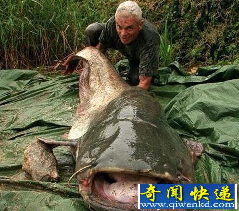 八大真实存在的噬人水兽 海洋河流都不安全