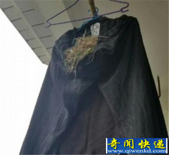 鸟在衣服筑巢下蛋:怎么办?在线等挺急的