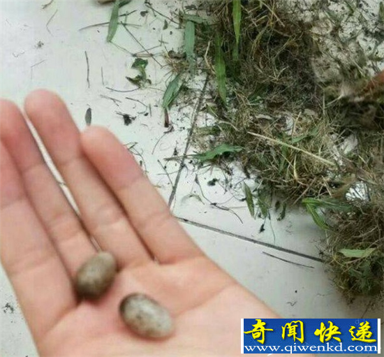 鸟在衣服筑巢下蛋:怎么办?在线等挺急的
