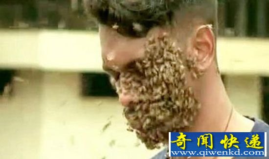头上布满6万蜜蜂:都变成蜂窝了居然无痛感