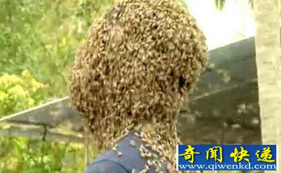 头上布满6万蜜蜂:都变成蜂窝了居然无痛感