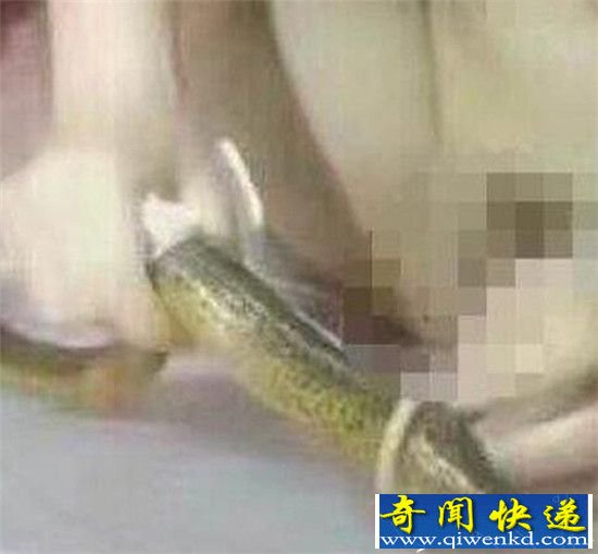 黄鳝门女主播黄鳝自慰被抓入狱 冯提莫吃精门草粉含吊再刷下限!