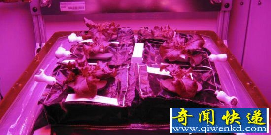 宇航员太空培育蔬菜 28天即成熟可食