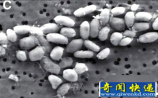NASA发现超奇特生物 盘点地球外星生命老巢