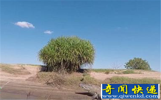 渔夫惊扰五米长巨鳄遭追逐