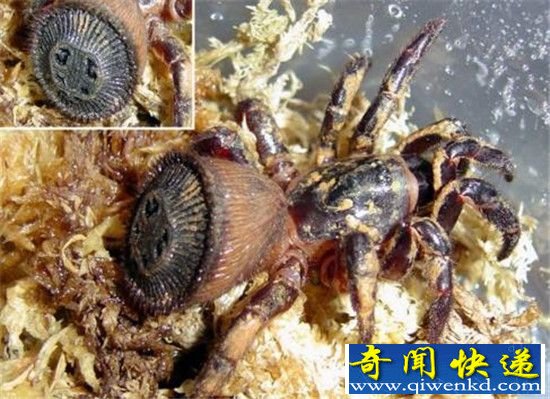 成都现印章蜘蛛 里氏盘腹蛛被网友戏称朱元璋
