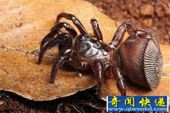 成都现印章蜘蛛 里氏盘腹蛛被网友戏称朱元璋