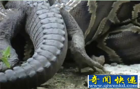 世界十大最凶猛动物大战 蟒蛇生吞鳄鱼竟被撑死?