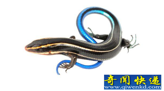 动物界五大最奇葩生物盘点 个个疑似外星生物