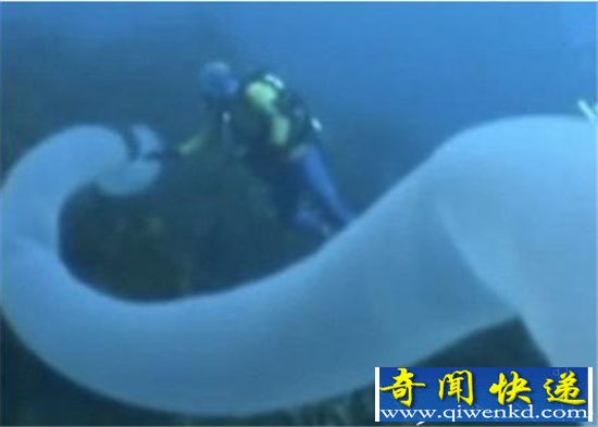 动物界五大最奇葩生物盘点 个个疑似外星生物
