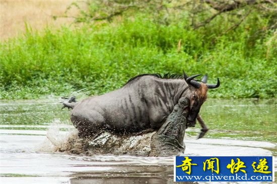 十大丑陋动物世纪大战 河马鳄鱼猎杀羚羊神配合!