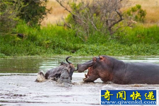 十大丑陋动物世纪大战 河马鳄鱼猎杀羚羊神配合!