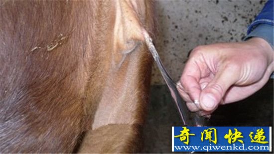 人与动物交配全过程大曝光 让人不忍直视!