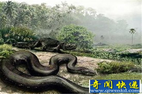 世界上最大的蛇 史前巨蟒竟可生吞霸王龙惊呆了?