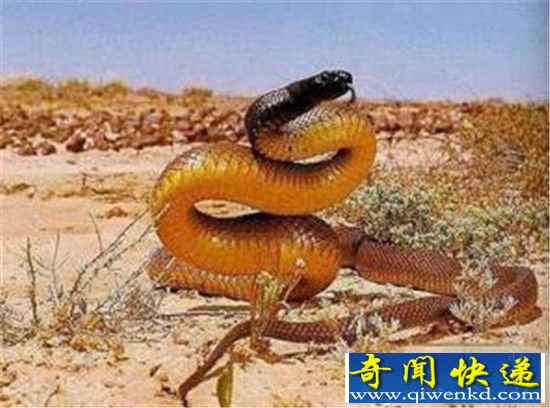 喜马拉雅白头蛇世界最毒?太攀蛇表示不服!