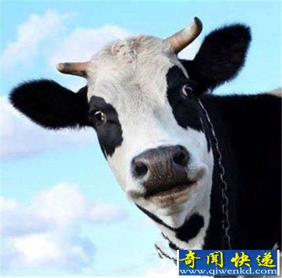 人与动物交配过程揭秘 被眼前一幕惊呆了!