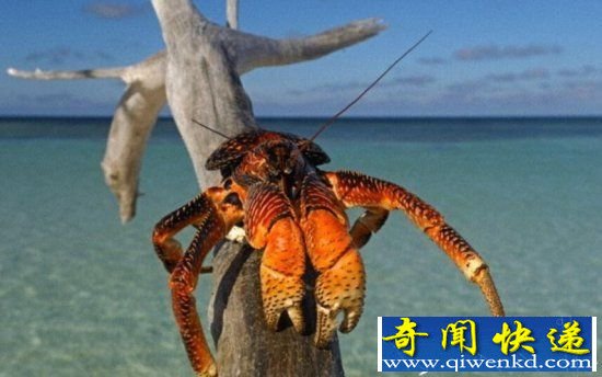 动物界十大怪异动物奇葩爱好 椰子蟹竟喜欢当强盗?