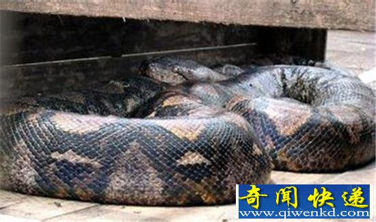 世界最大的蛇97米 工地现超级大蟒蛇