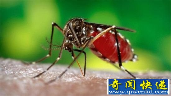 全球最致命动物杀手:蚊子钟情A型血女人