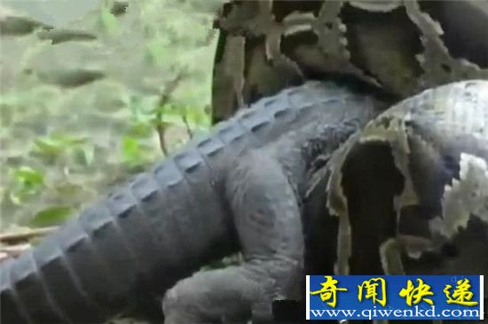 世界十大最凶猛动物大战 蟒蛇生吞鳄鱼竟被撑死?