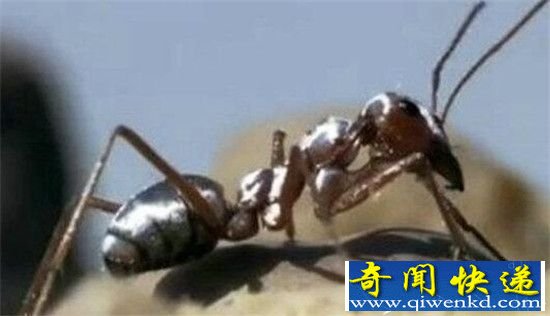 动物界六大最神奇动物 它们的存在个个逆天