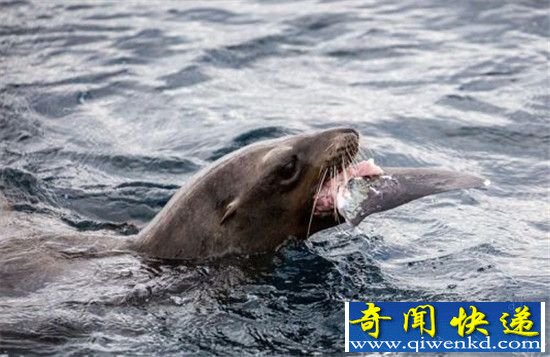 动物大战生死瞬间大盘点 凶猛鲨鱼被海狮吃掉