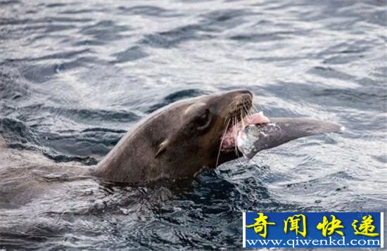 动物大战生死瞬间大盘点 凶猛鲨鱼被海狮吃掉