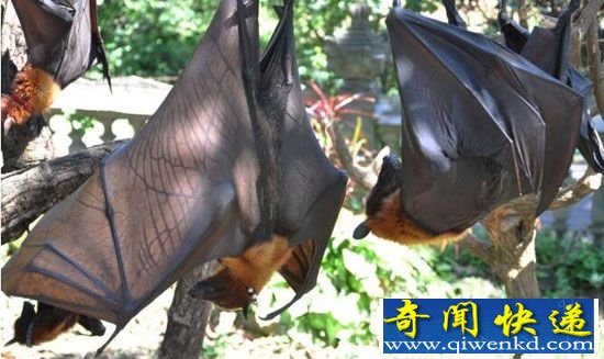 十大神秘生物具备超自然能力 不信你看!