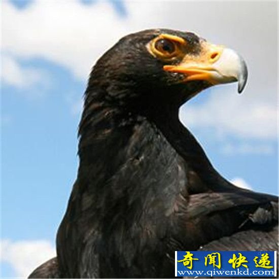动物界十大坏妈妈大盘点 叶猴亲自杀死自己幼子